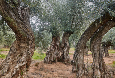 Olive tree fields in Andalus